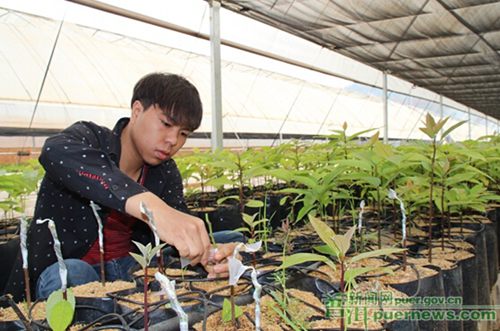 Menglian County Speeds Up Its Avocado Industry's Development