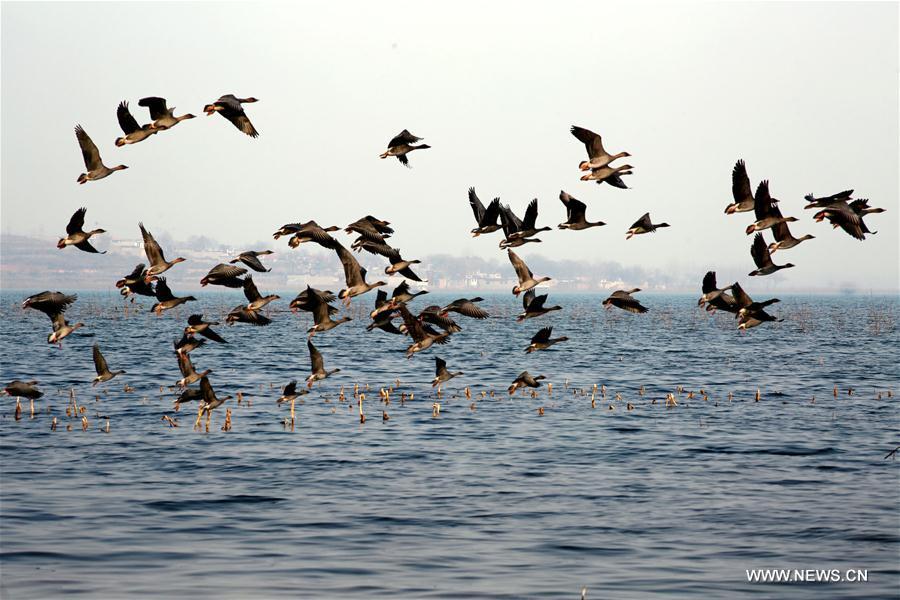 CHINA-HEBEI-CIXIAN COUNTY-MIGRANT BIRDS (CN)