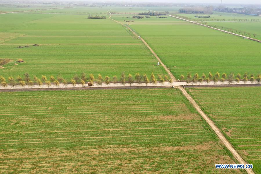 Scenery of winter wheat fields in China's Henan