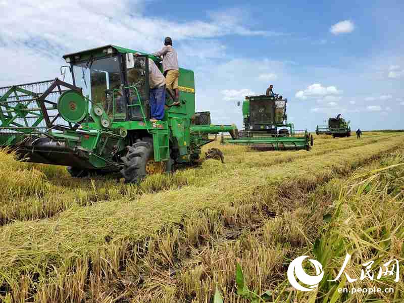 Rice planting project helps Mozambique ensure food supply amid epidemic
