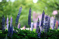 Shanghai Int'l Flower Show kicks off