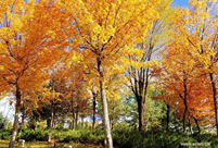 Autumn scenery in Ordos, Inner Mongolia