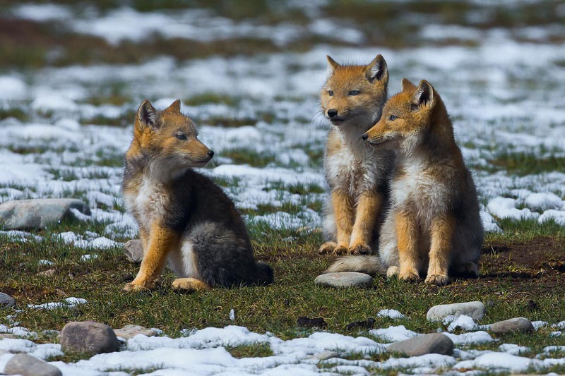 Exhibition held to showcase richness of biodiversity in NW China’s Qinghai