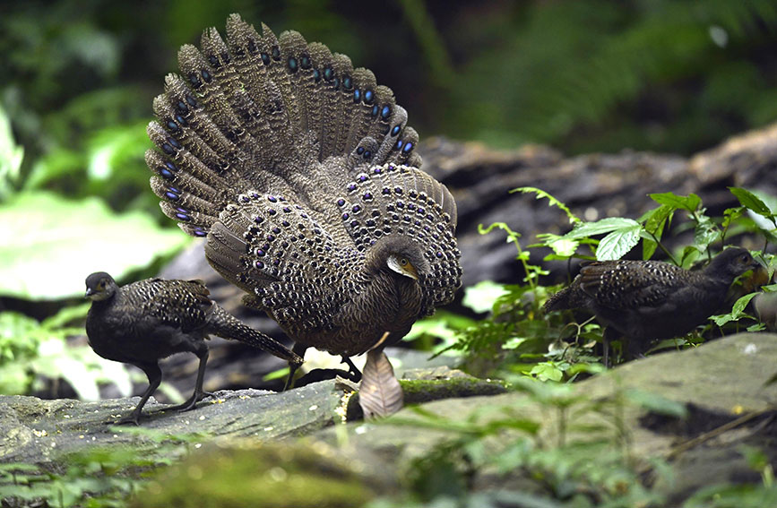 Paradise of birds: Tongbiguan provincial nature reserve in SW China’s Yunnan