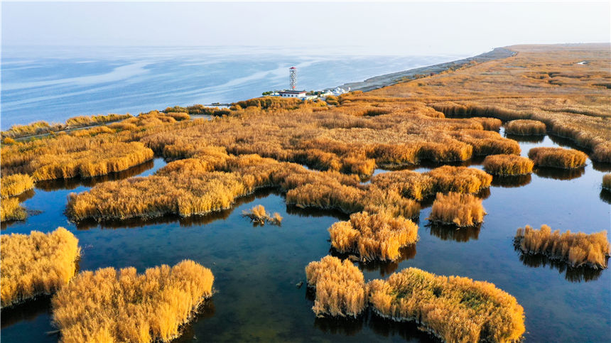 Golden reed flowers brighten Bosten Lake in NW China's Xinjiang