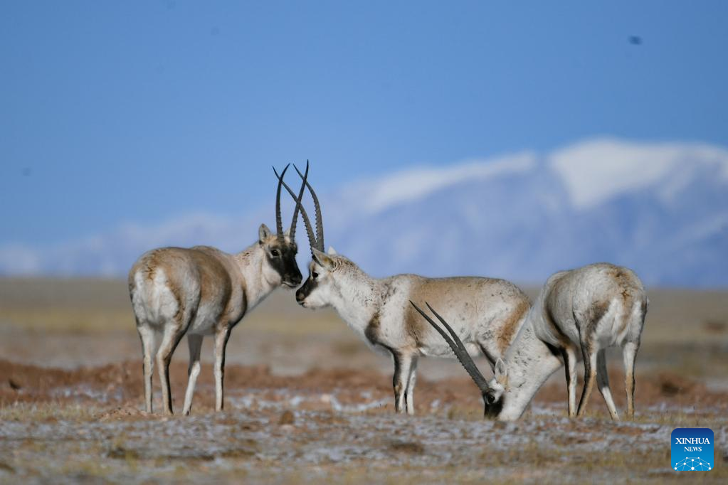 Wildlife in Hoh Xil, NW China