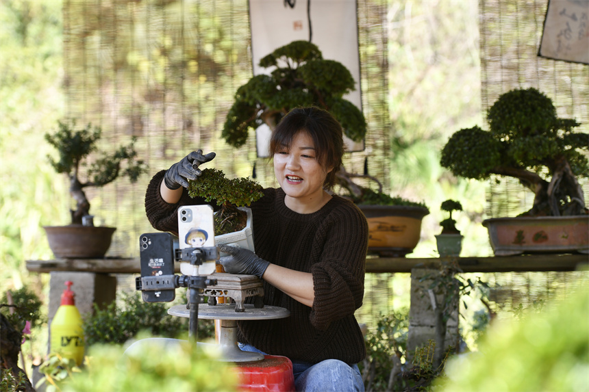 Bonsai grows into big industry in Yifeng city, E China's Jiangxi