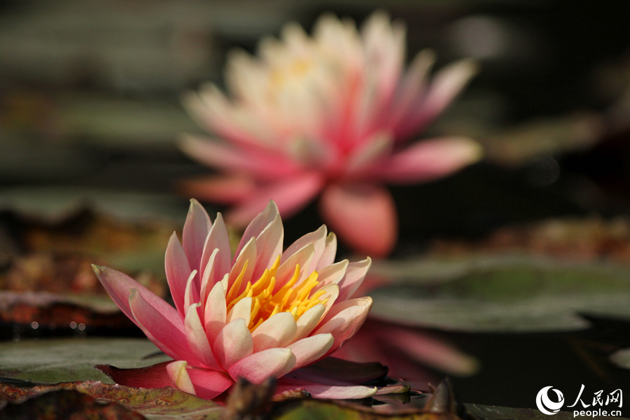 Water lily flowers bloom in Xiamen, SE China’s Fujian