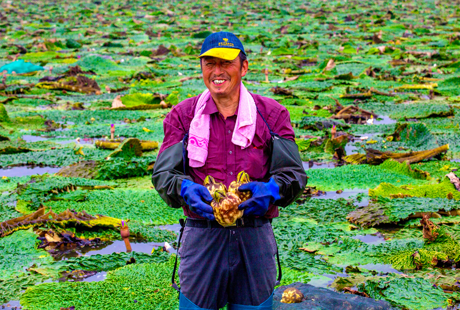 Prickly waterlily seeds become major industry of district in Huaian, E China's Jiangsu
