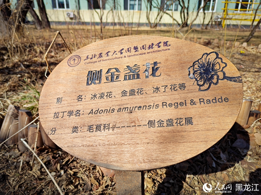 In pics: Blooming Adonis amurensis in Harbin, NE China's Heilongjiang