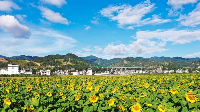 Sunflower fields in full bloom radiate warmth and charm in Dali, SW China's Yunnan