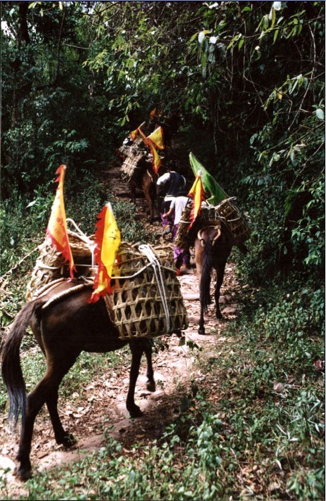 Pu'er: holy source of Pu'er Tea