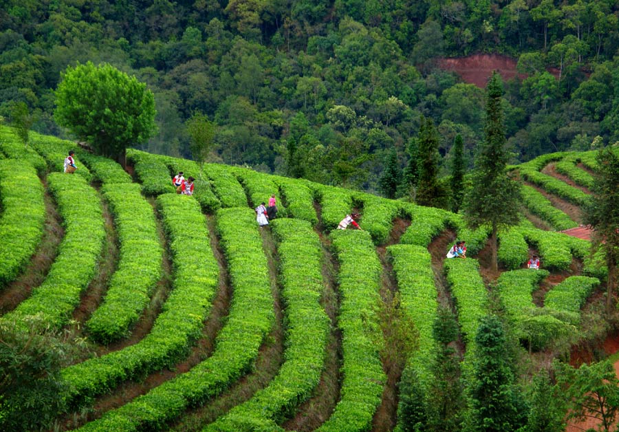 Three Treasures of Pu'er: Tea, Coffee and Dendrobe