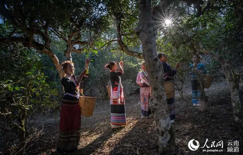 村民在采茶。普洱市委宣傳部供圖