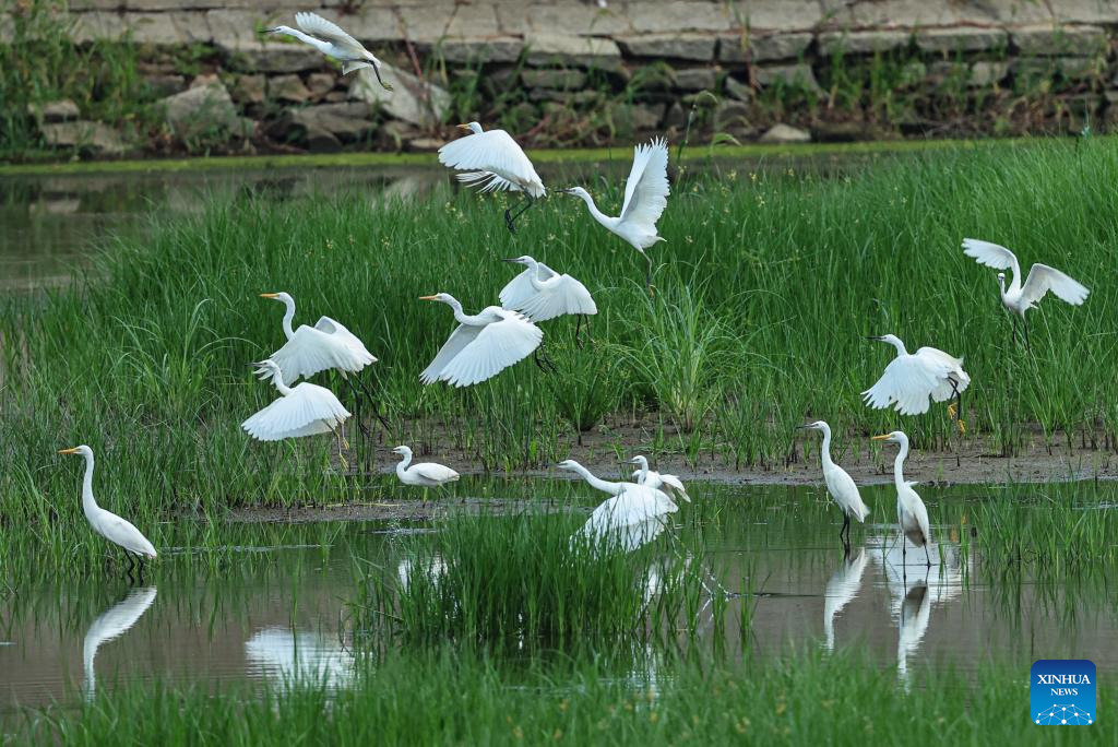 Various species of birds pictured across China