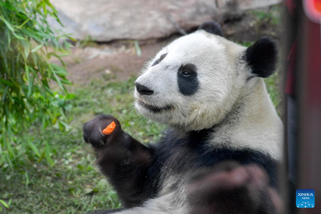 Giant panda Katyusha celebrates second birthday at Moscow Zoo