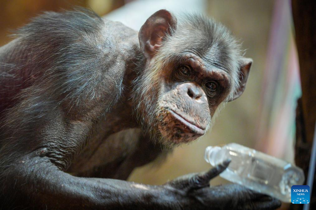 Chimpanzee named Szymon celebrates his 40th birthday in Warsaw